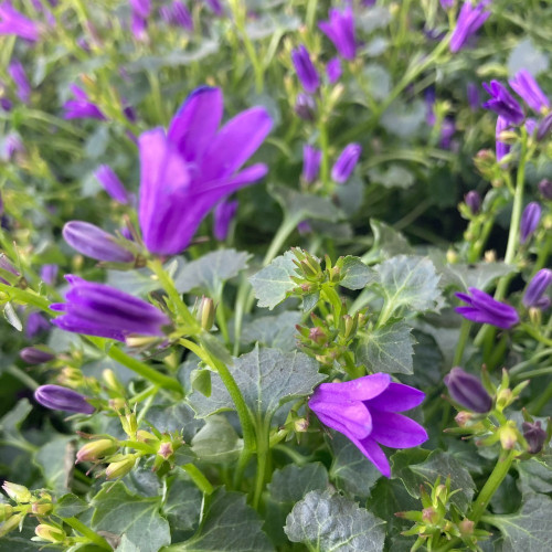 Campanule Muralis Muralis