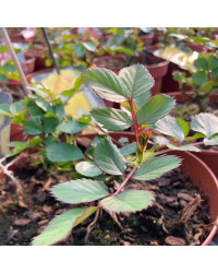 Rosier Palace Bogor Rose Clair