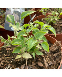 Clematites Boulevard Ayako Violet Foncé