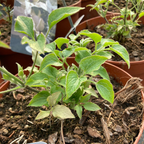 Clematites Boulevard Nubia Rouge