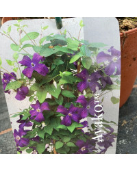 Clematites Boulevard Ayako Violet Foncé