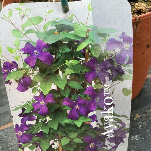 Clematites Boulevard Ayako Violet Foncé