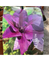 Clematites Garland Masa Pourpre