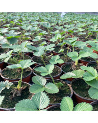 Fragaria Ananassa Delizz