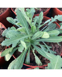 Gaillarde Aristata Arizona Sun
