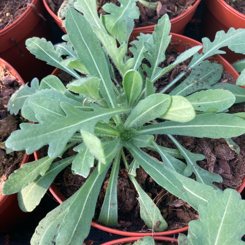 Gaillarde Aristata Arizona Sun