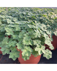 Geranium Vivace Dreamland