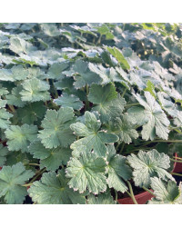 Geranium Vivace Dreamland