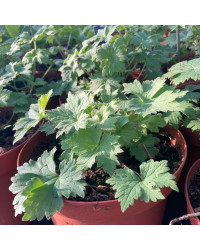 Delphinium Magic Fontains Dark Blue/White
