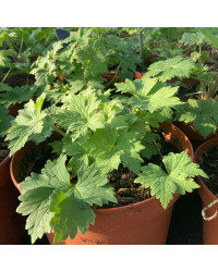 Delphinium Magic Fontains Dark Blue/White