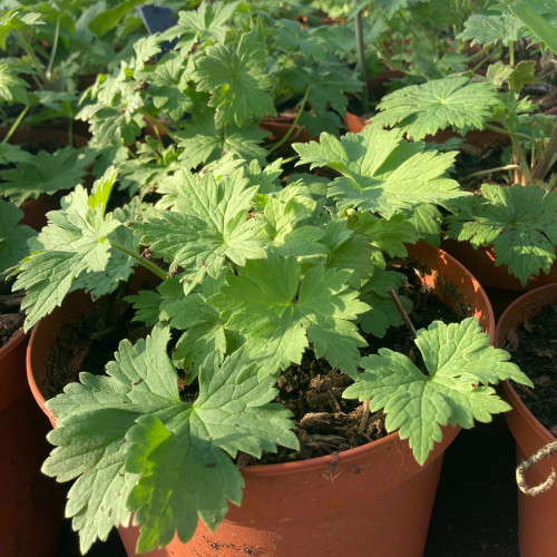 Delphinium Magic Fontains Dark Blue/White