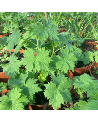 Delphinium Magic Fontains Dark Blue/White