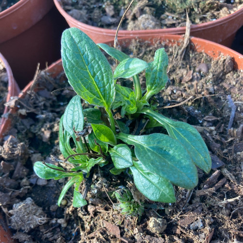 Echinacea Purpurea Julia