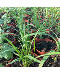 Agapanthe Africanus Silver Baby