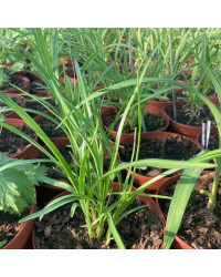 Agapanthe Africanus Silver Baby