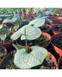 Brunnera Macrophylla Sea Heart
