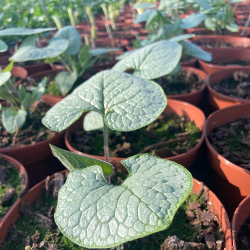 Brunnera Macrophylla Sea Heart