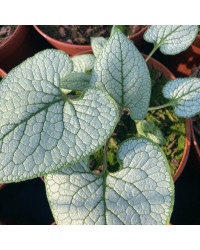 Brunnera Macrophylla Sea Heart