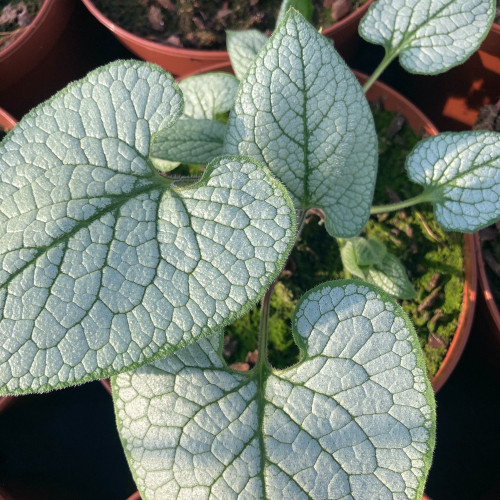 Brunnera Macrophylla Sea Heart