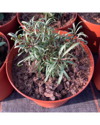 Coreopsis Verticillata Corleone Red & Yellow