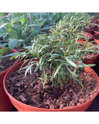 Coreopsis Verticillata Imperial Sun