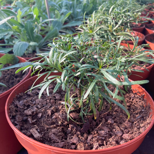 Coreopsis Verticillata Imperial Sun