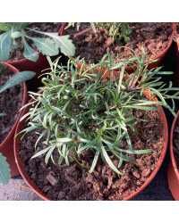 Coreopsis Verticillata Imperial Sun