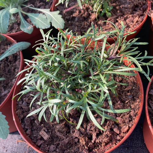 Coreopsis Verticillata Imperial Sun