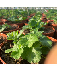 Geum Coccineum Orange Queen