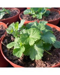 Geum Coccineum Orange Queen