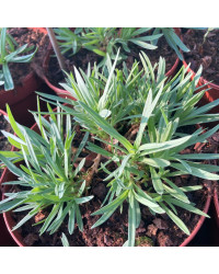 Gypsophila Muralix Gypsy White