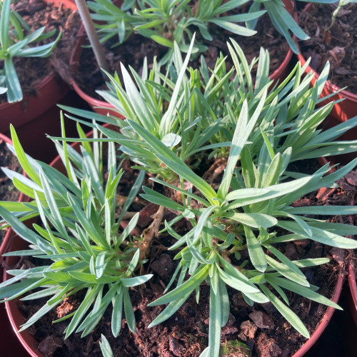 Gypsophila Muralix Gypsy White