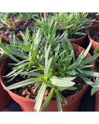 Gypsophila Muralix Gypsy White