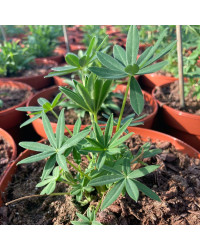 Lupin Polyphyllus Lipini White