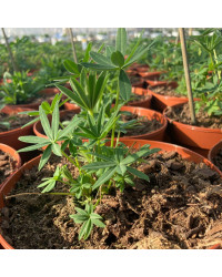 Lupin Polyphyllus Lipini White