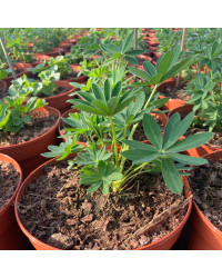 Lupin Polyphyllus Lipini Yellow