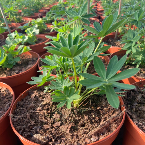 Lupin Polyphyllus Lipini Yellow