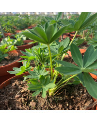 Lupin Polyphyllus Lipini Yellow
