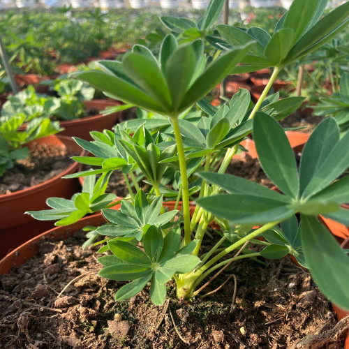 Lupin Polyphyllus Lipini Yellow