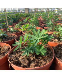 Lupin Polyphyllus Lupini Blue