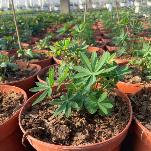 Lupin Polyphyllus Lupini Blue