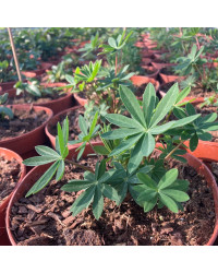Lupin Polyphyllus Lupini Blue