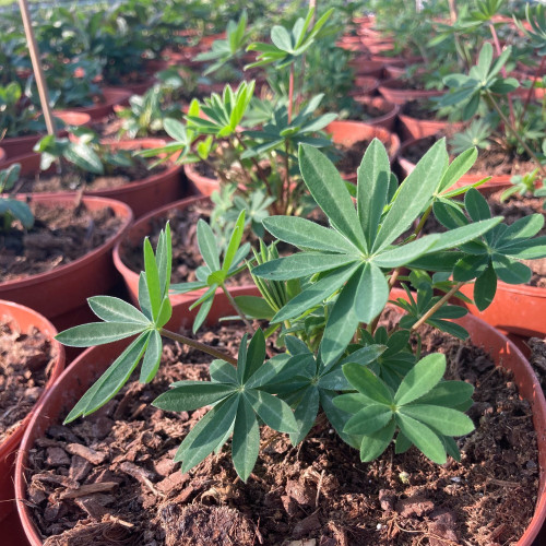 Lupin Polyphyllus Lupini Blue