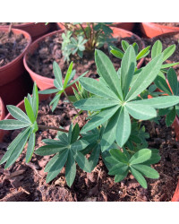 Lupin Polyphyllus Lupini Blue