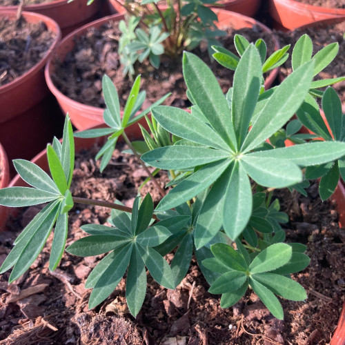 Lupin Polyphyllus Lupini Blue