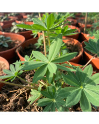 Lupin Polyphyllus Lupini Red