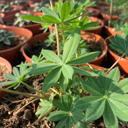 Lupin Polyphyllus Lupini Red