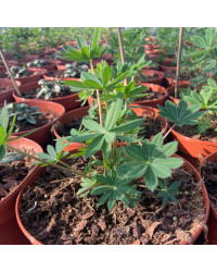 Lupin Polyphyllus Lupini Red