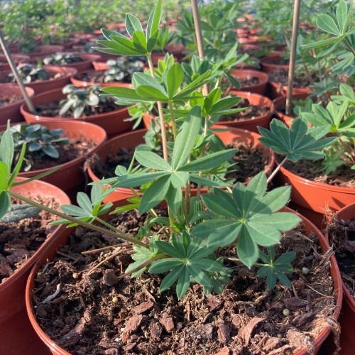 Lupin Polyphyllus Lupini Red