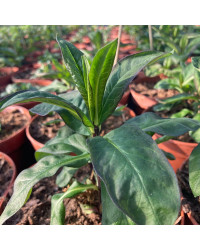 Phlox X Paniculata Adessa Special Fire